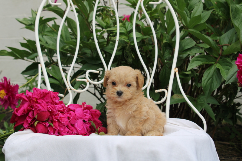 puppy, for, sale, Maltipoo, Matthew B. Stoltzfus, dog, breeder, Gap, PA, dog-breeder, puppy-for-sale, forsale, nearby, find, puppyfind, locator, puppylocator, aca